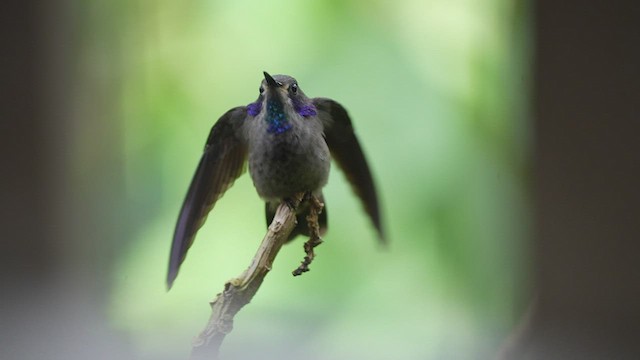 kolibřík fialovouchý - ML597921311
