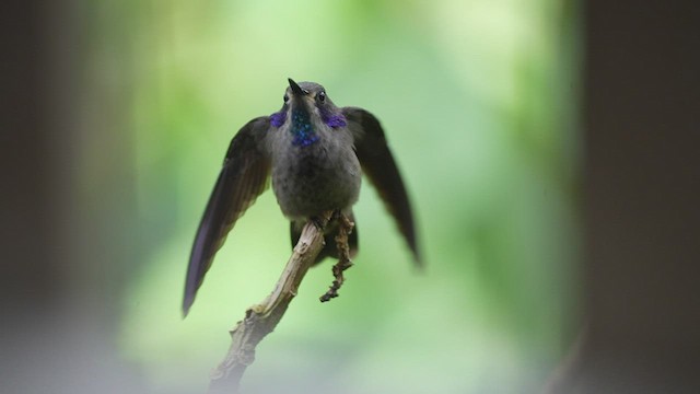 Brown Violetear - ML597921311