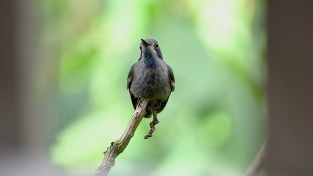 Brown Violetear - ML597921331