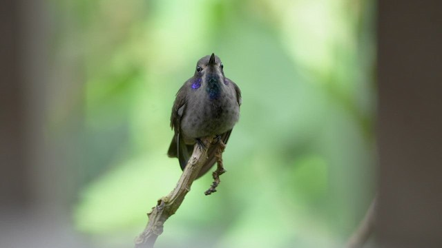 Brown Violetear - ML597921351