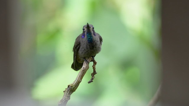 Braun-Veilchenohrkolibri - ML597921401