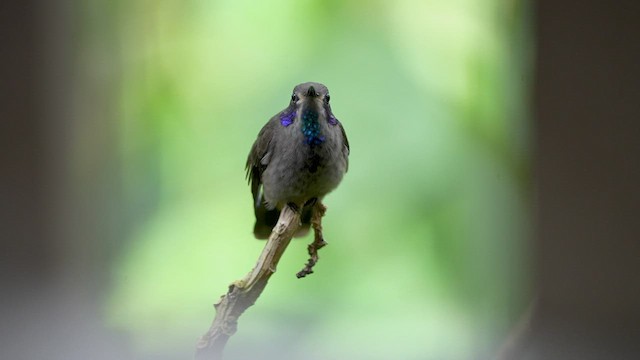 Colibrí Pardo - ML597921501