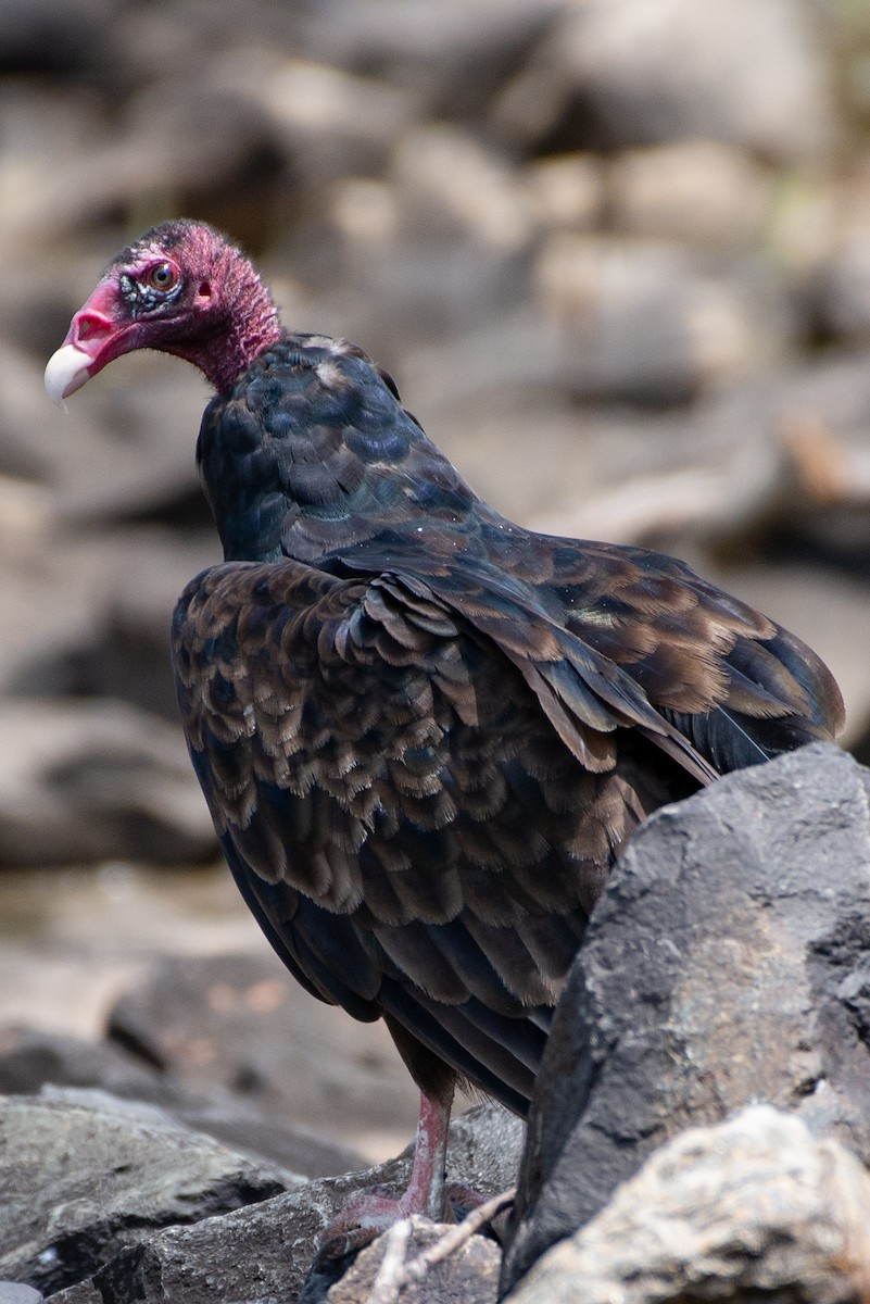 Turkey Vulture - ML597921511