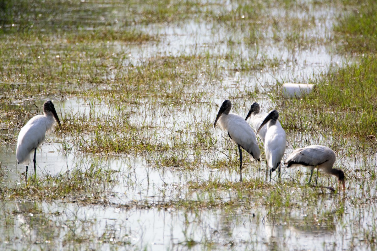 nesyt americký - ML59792181