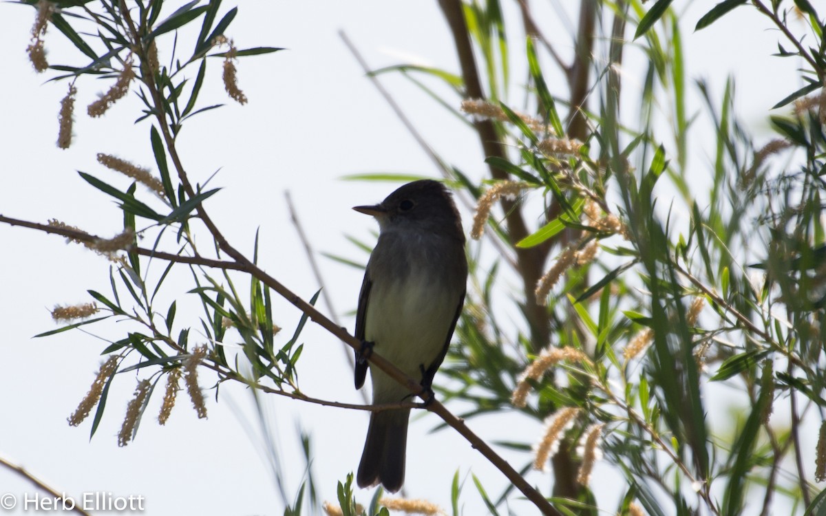 Western Wood-Pewee - ML59792201