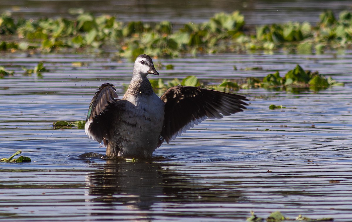 Cotton Pygmy-Goose - Pedro Nicolau