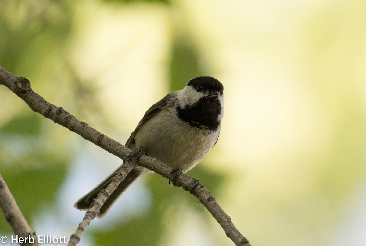 Black-capped Chickadee - ML59792261