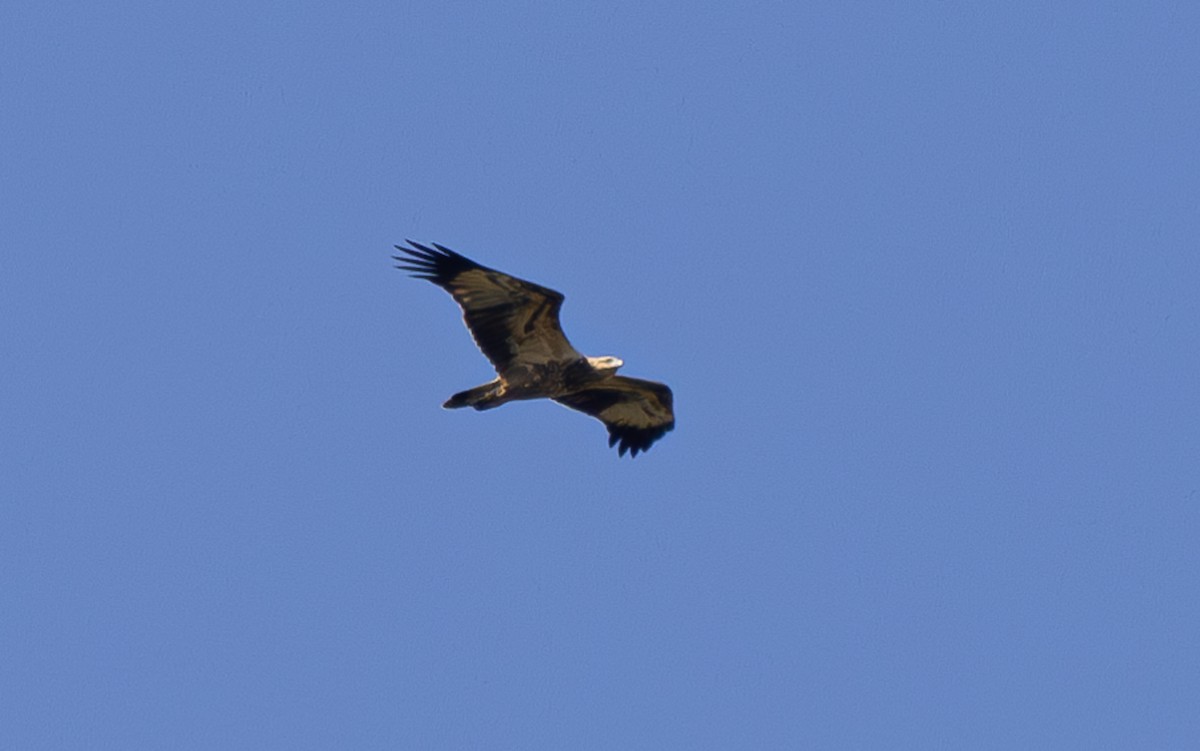White-bellied Sea-Eagle - ML597923111