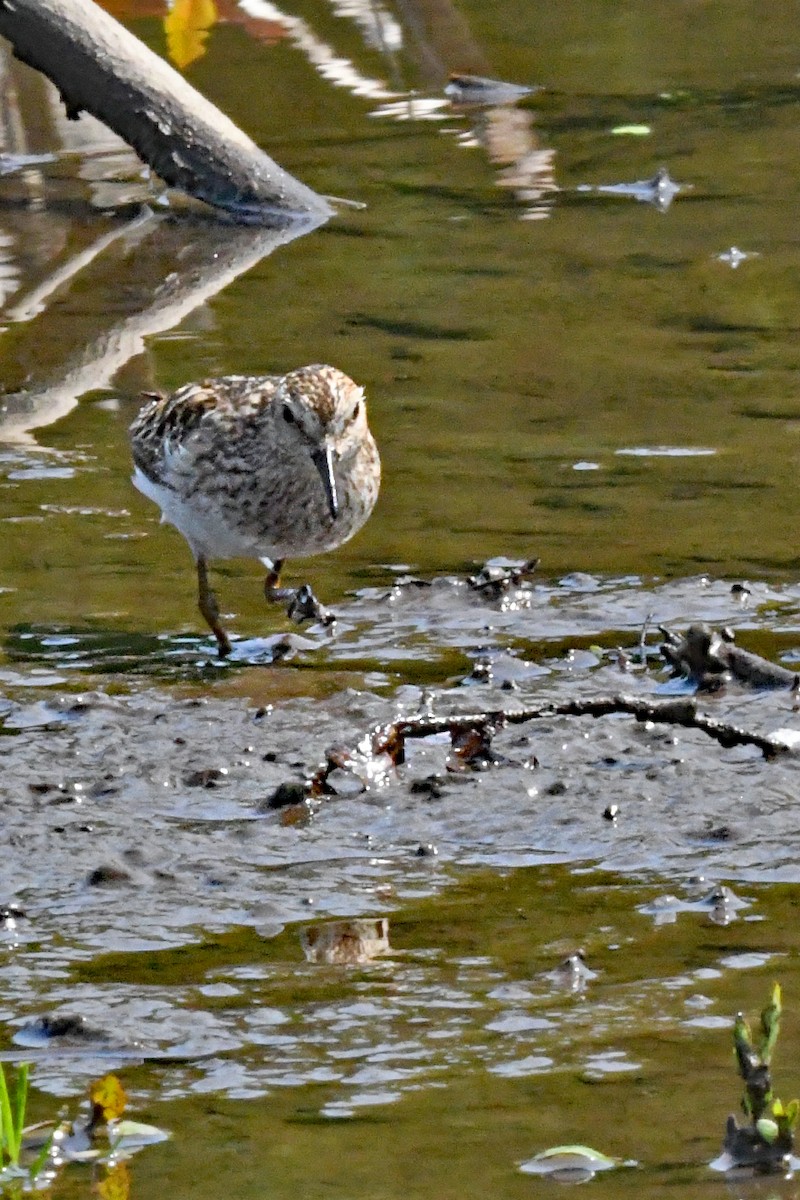 Least Sandpiper - ML597923551