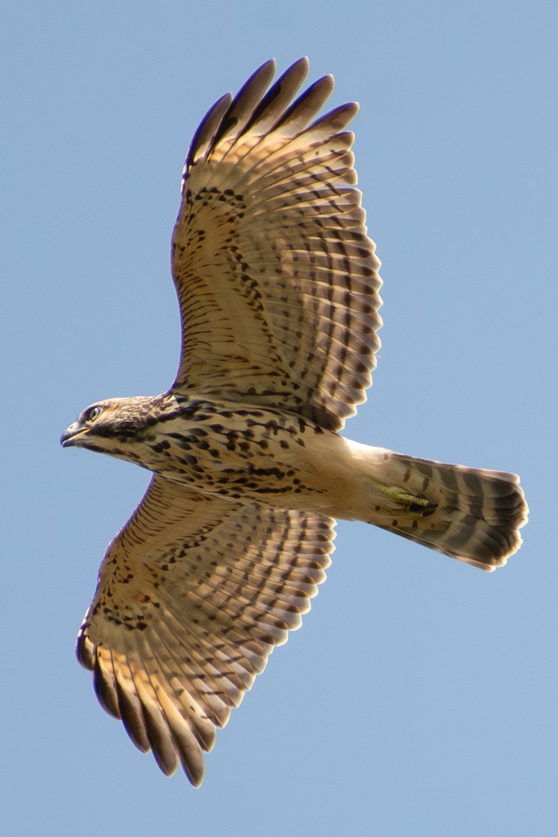 Red-shouldered Hawk - ML597923841