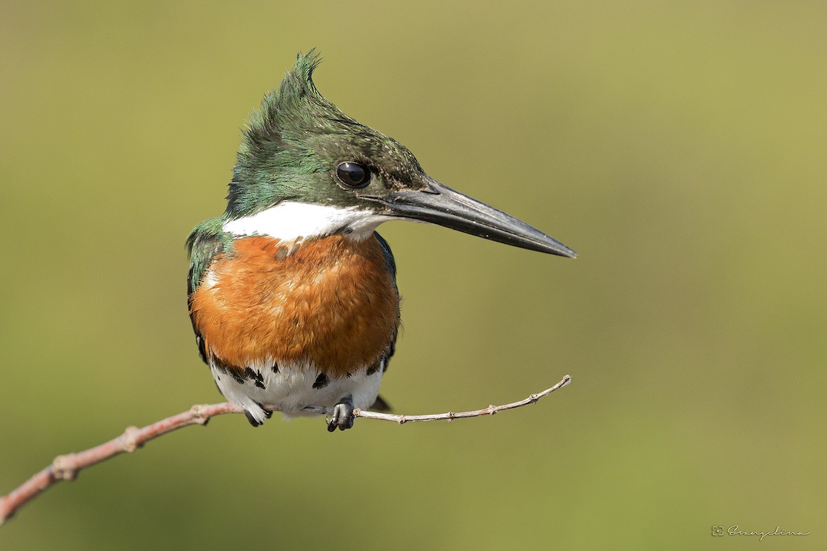 Green Kingfisher - Evangelina Indelicato