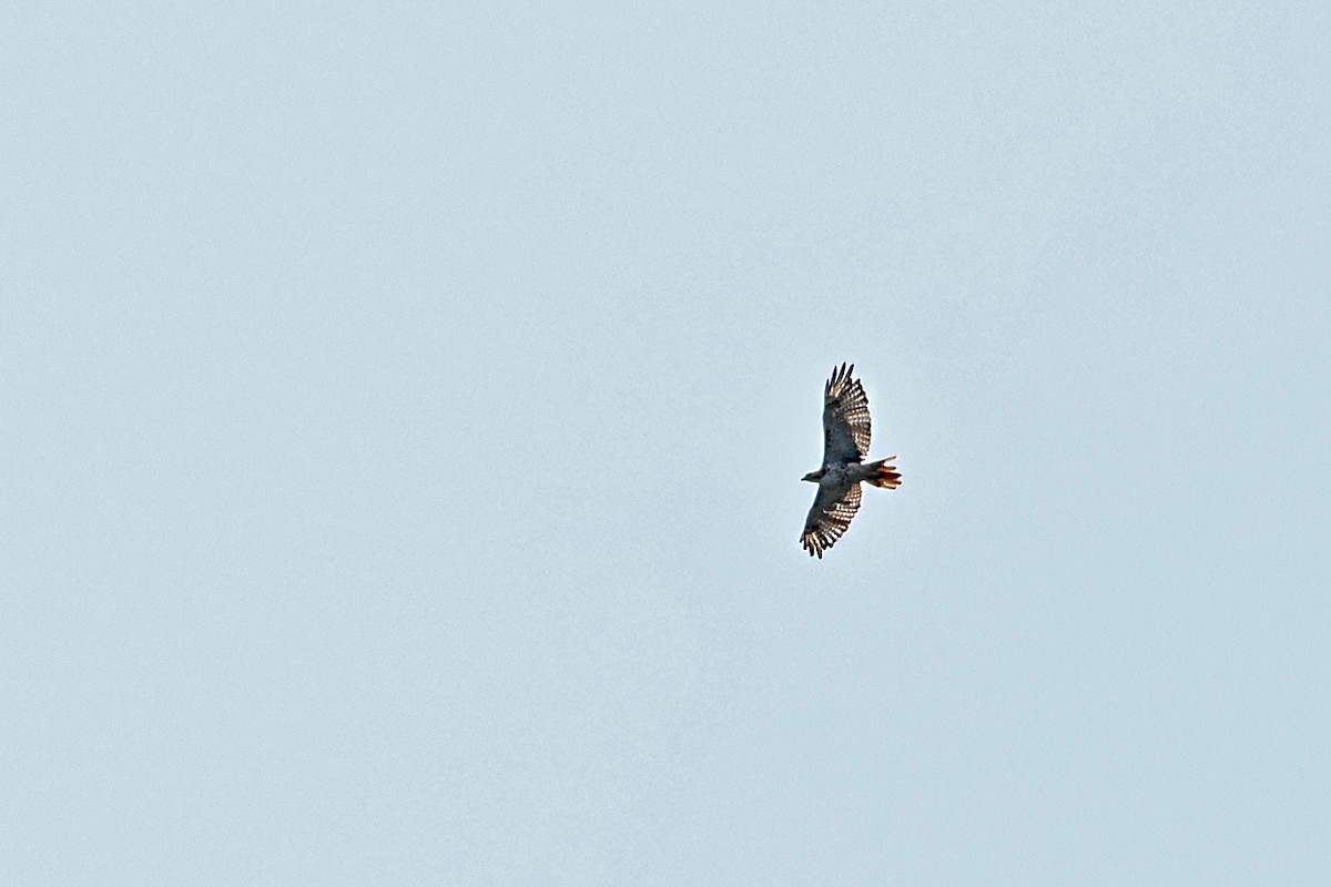 Red-tailed Hawk - ML597926591