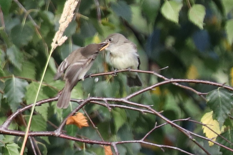 Willow Flycatcher - ML597926661