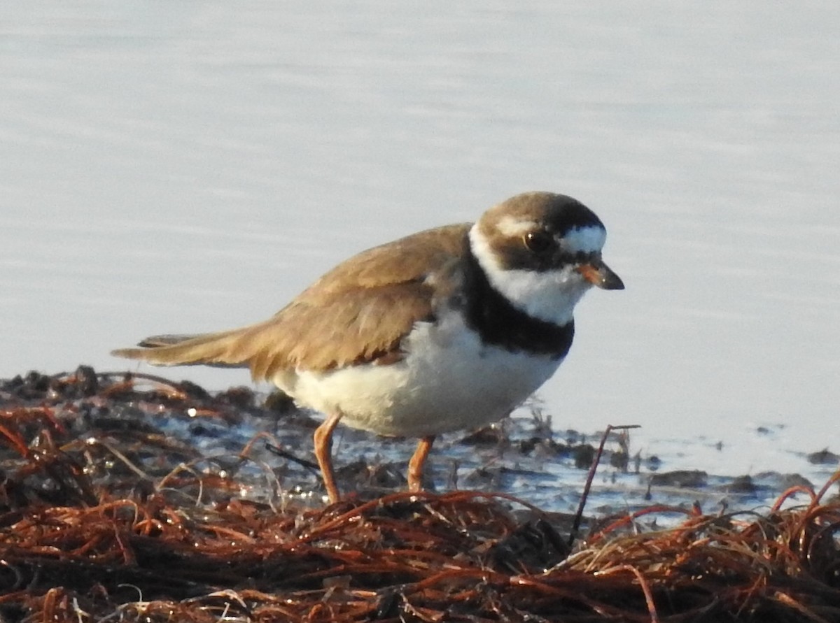 Semipalmated Plover - ML597926751