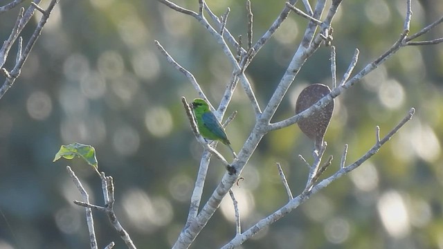 Dotted Tanager - ML597927141