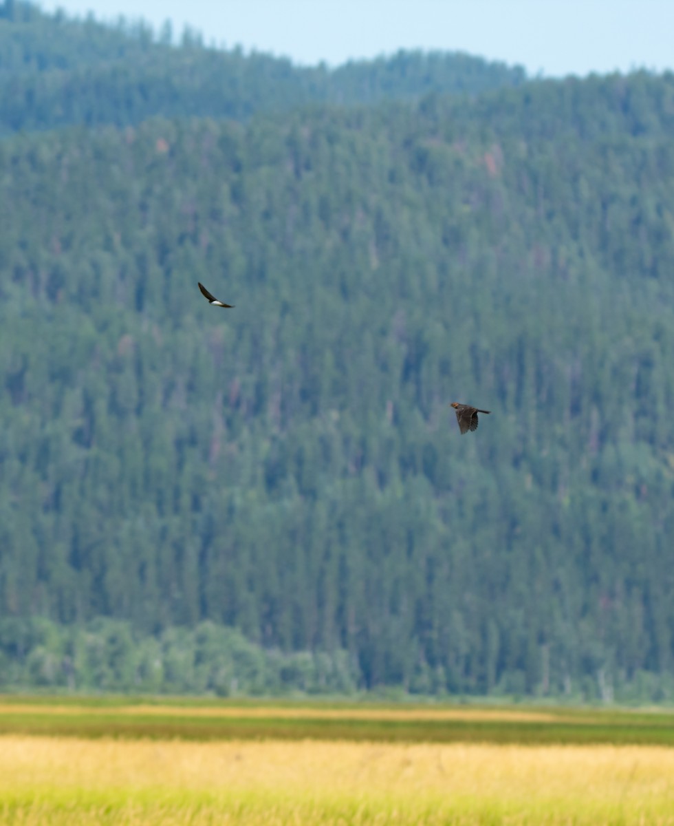 Tree Swallow - ML597927321