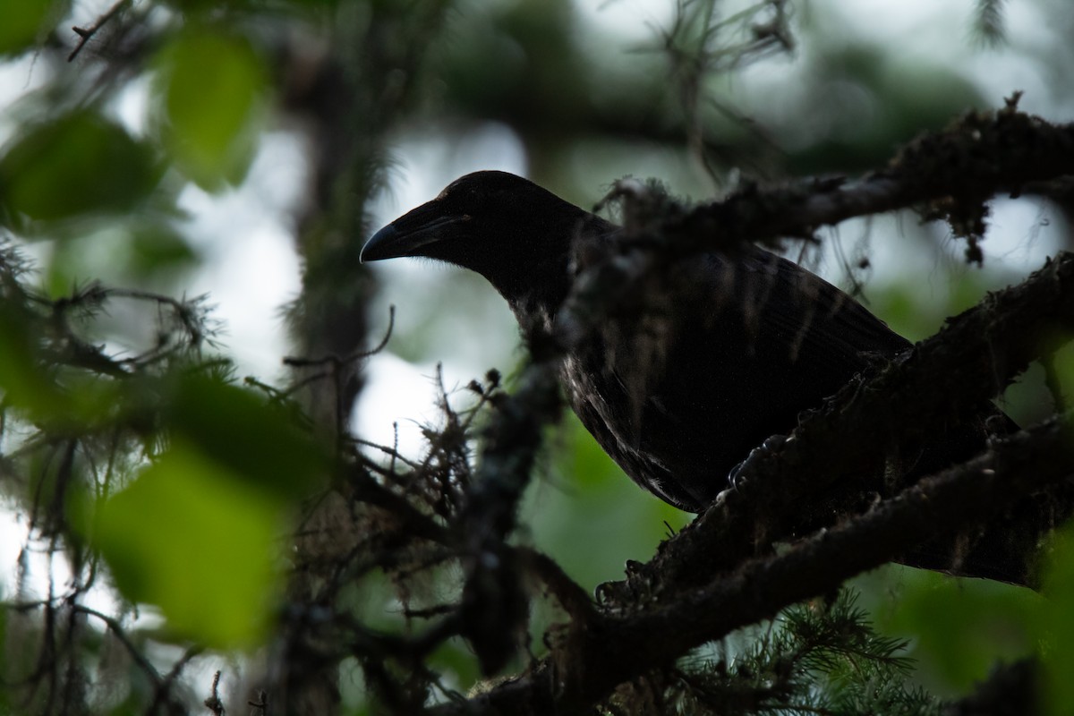 Common Raven - ML597927591