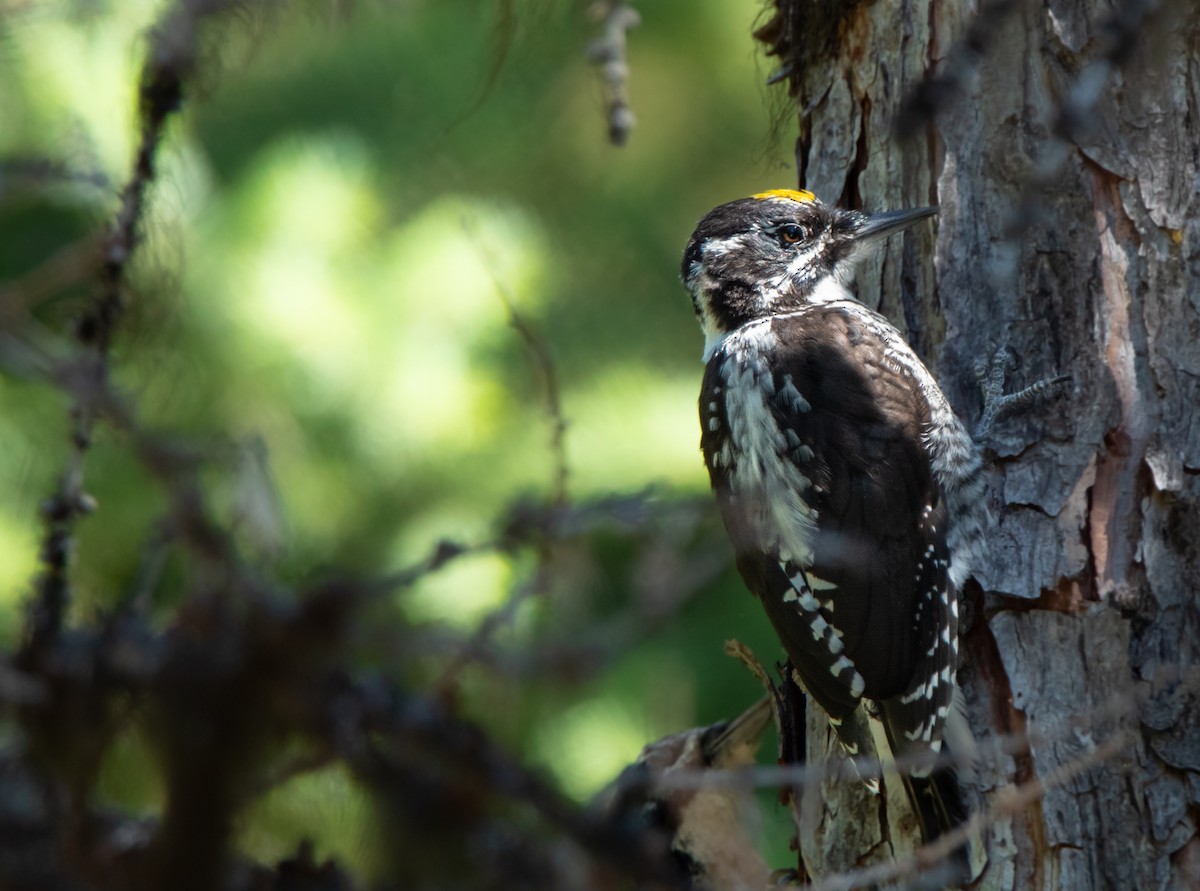 American Three-toed Woodpecker - ML597927681