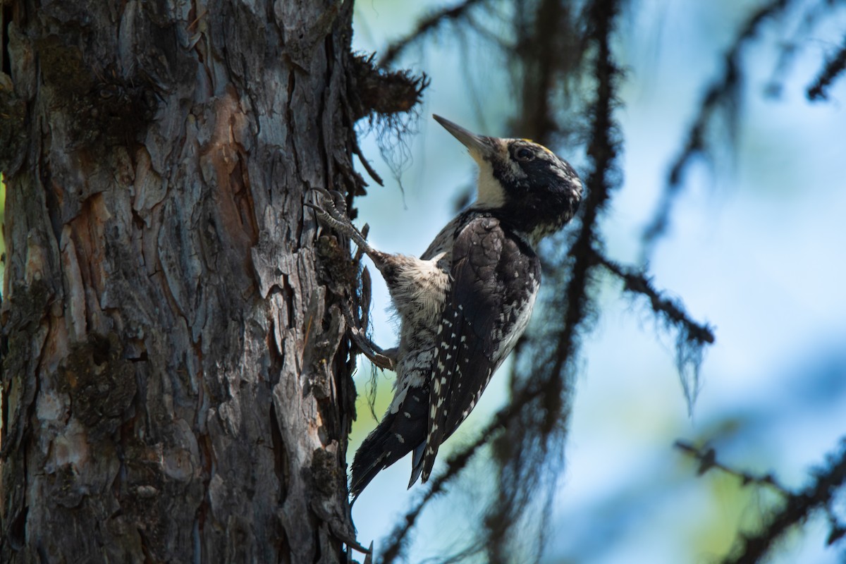 American Three-toed Woodpecker - ML597927711