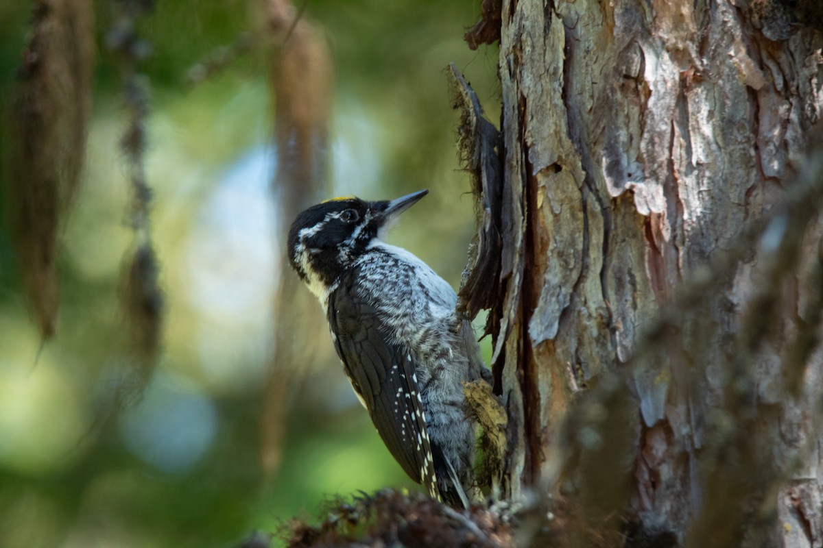 American Three-toed Woodpecker - ML597927721