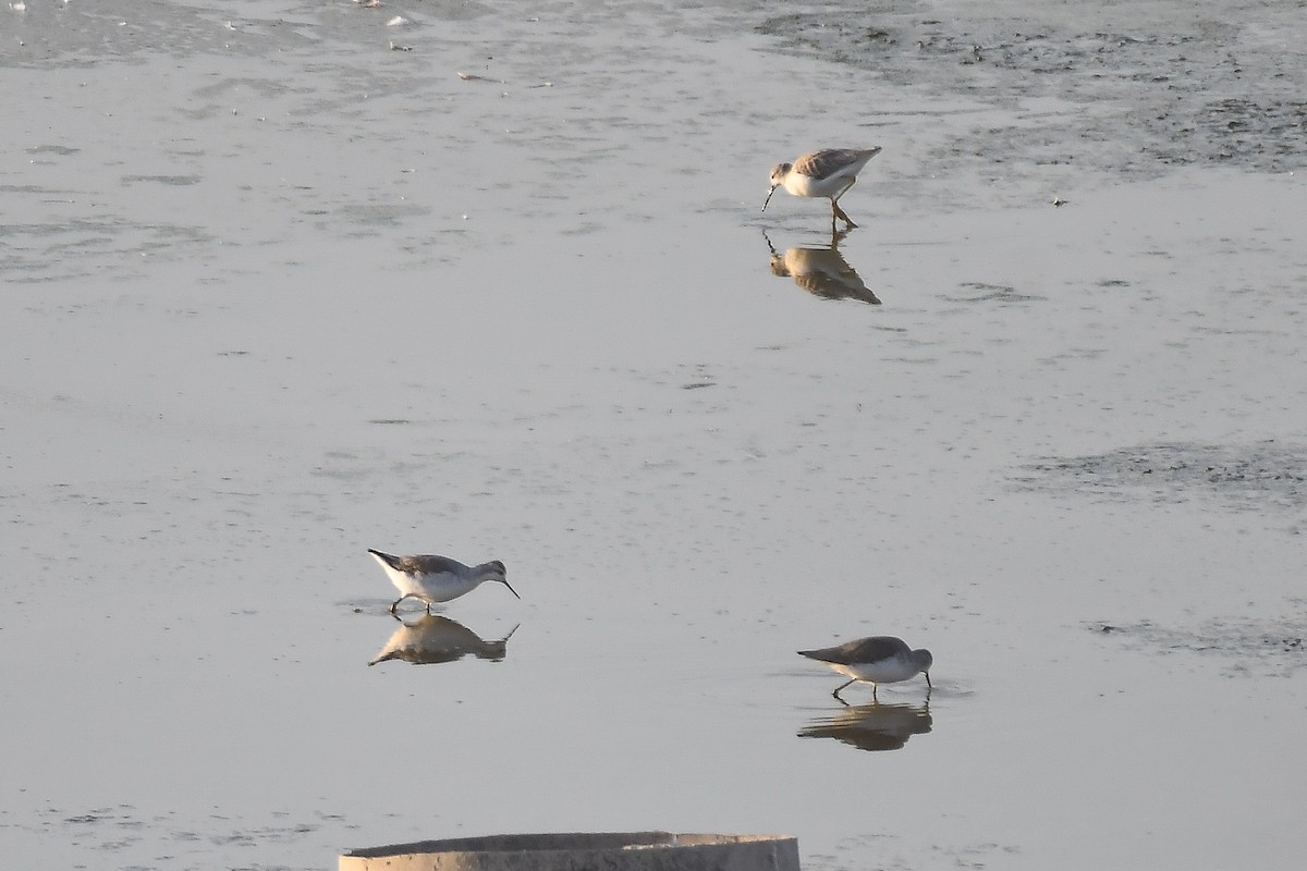 Wilson's Phalarope - Yonatan Gordon