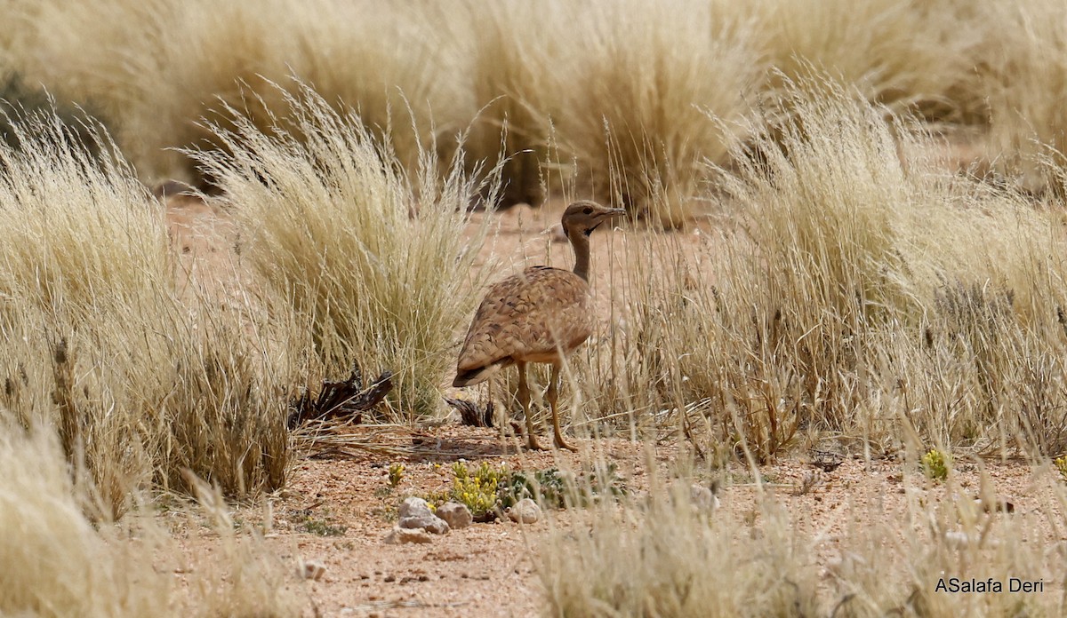 Karoo Bustard - ML597928061