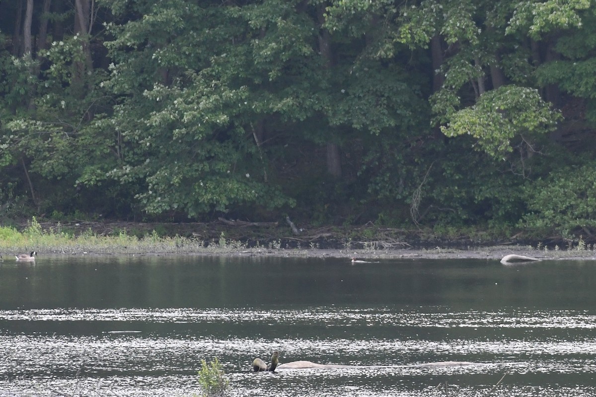 Common Merganser - ML597928511