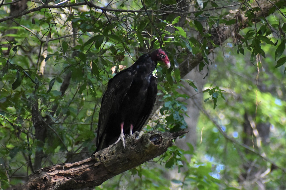 Turkey Vulture - ML597928621