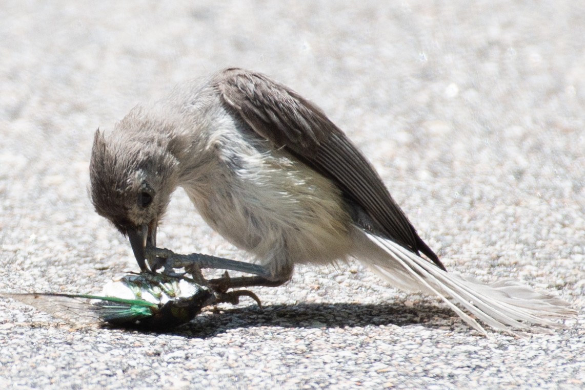 Tufted Titmouse - ML597929091