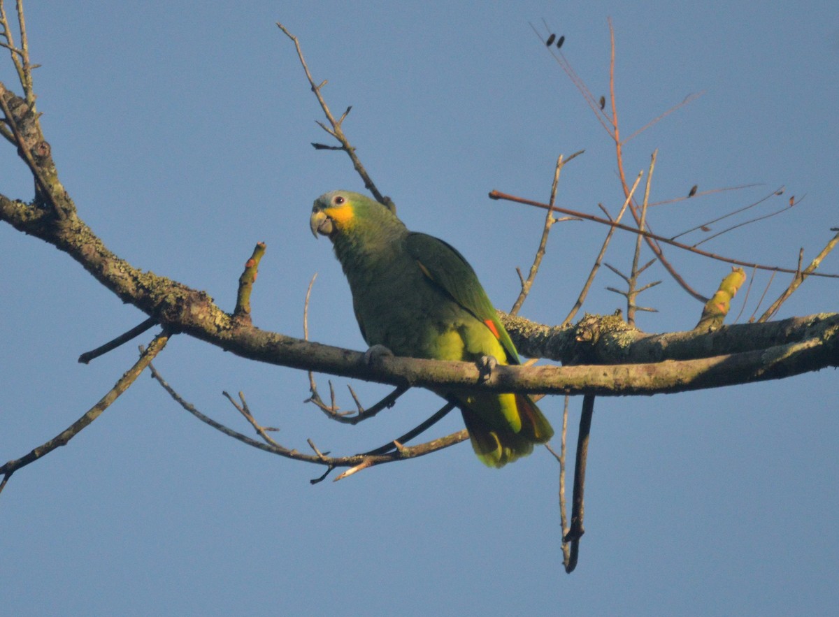 Orange-winged Parrot - ML597929101