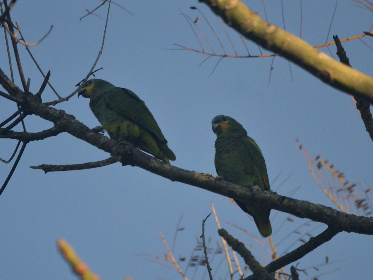 Orange-winged Parrot - ML597929111