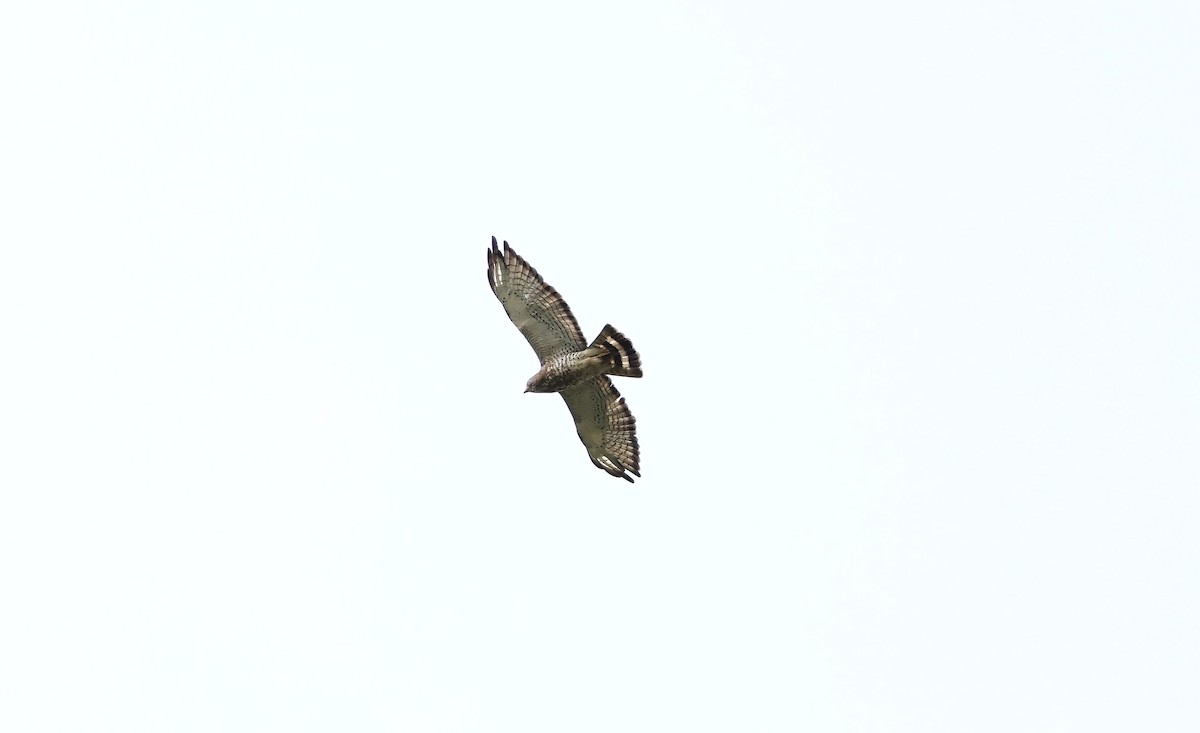 Broad-winged Hawk - Frances Jamieson