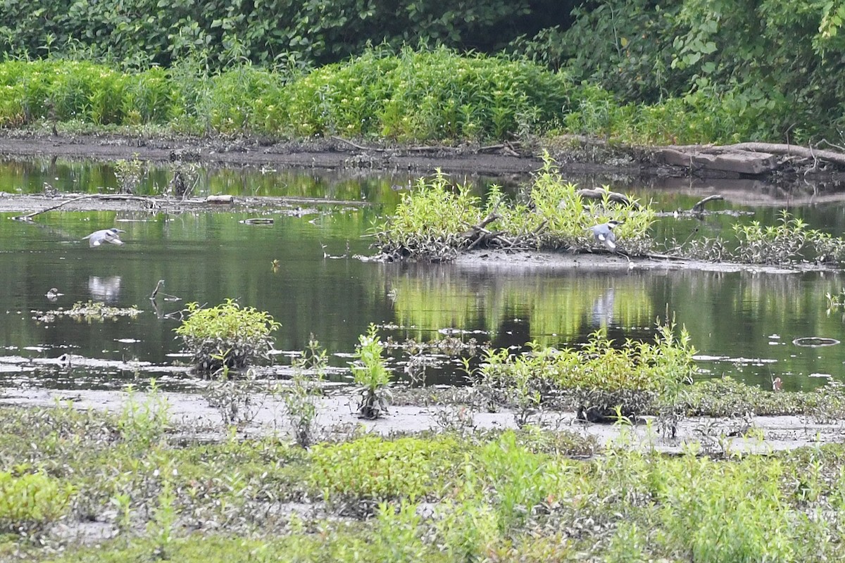 Belted Kingfisher - ML597929161