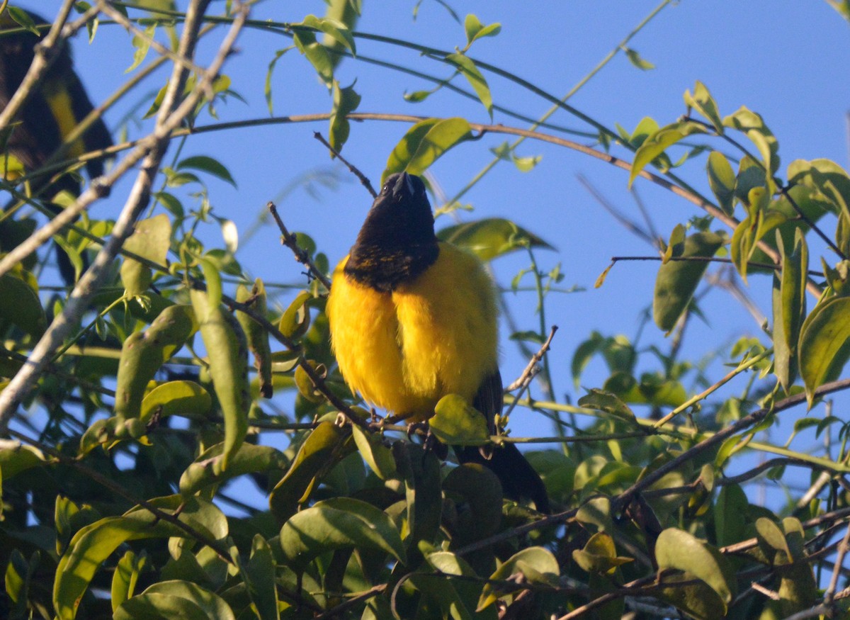 Yellow-rumped Marshbird - ML597929381