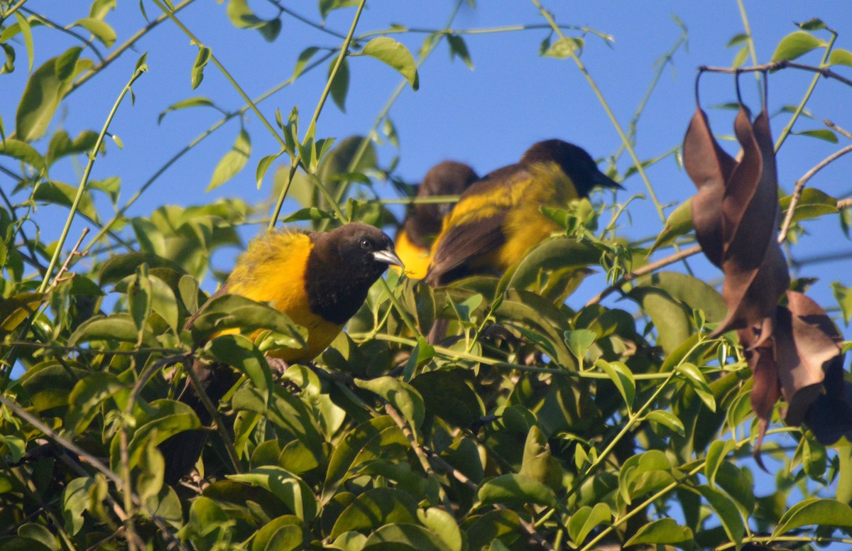 Yellow-rumped Marshbird - ML597929391