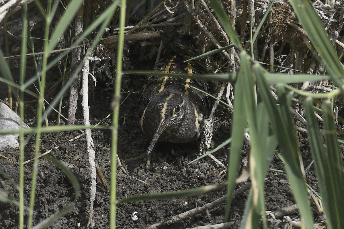 Greater Painted-Snipe - ML597930381