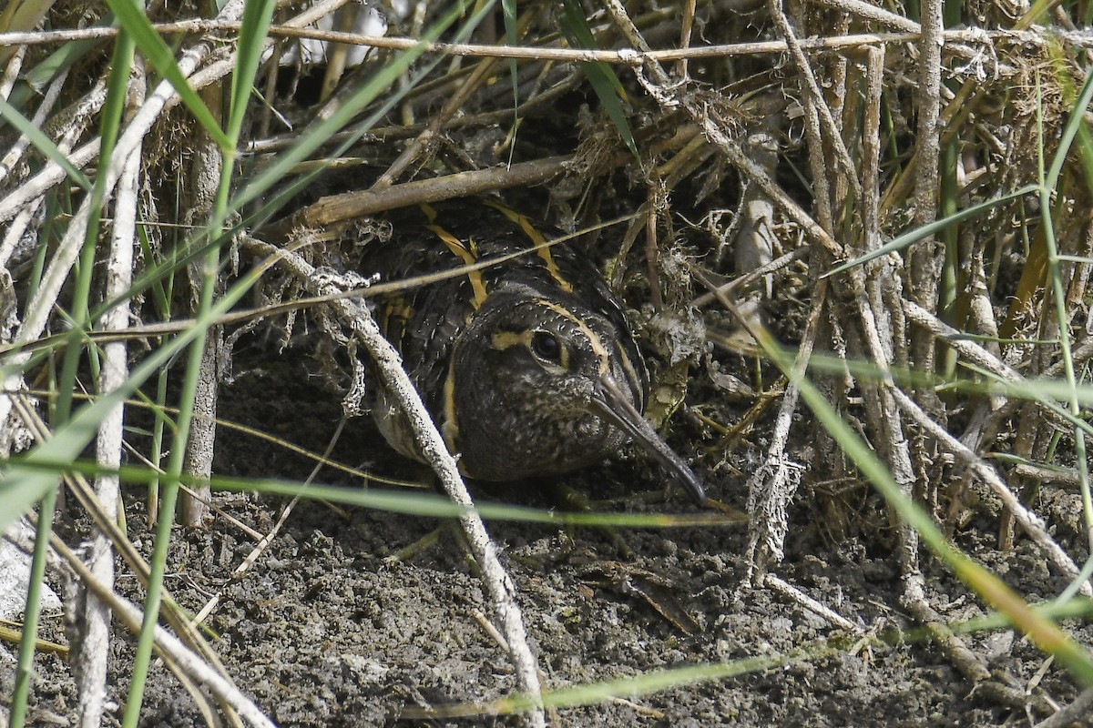 Greater Painted-Snipe - ML597930391