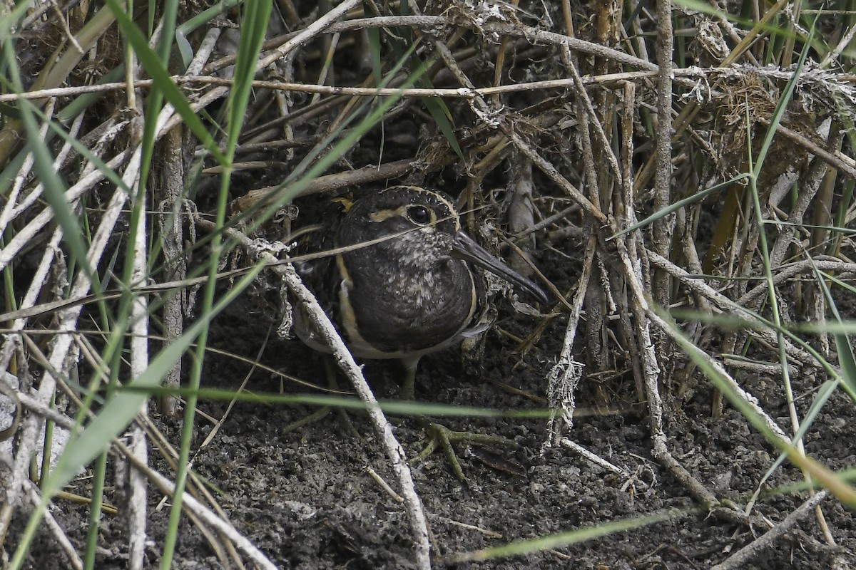 Greater Painted-Snipe - ML597930401