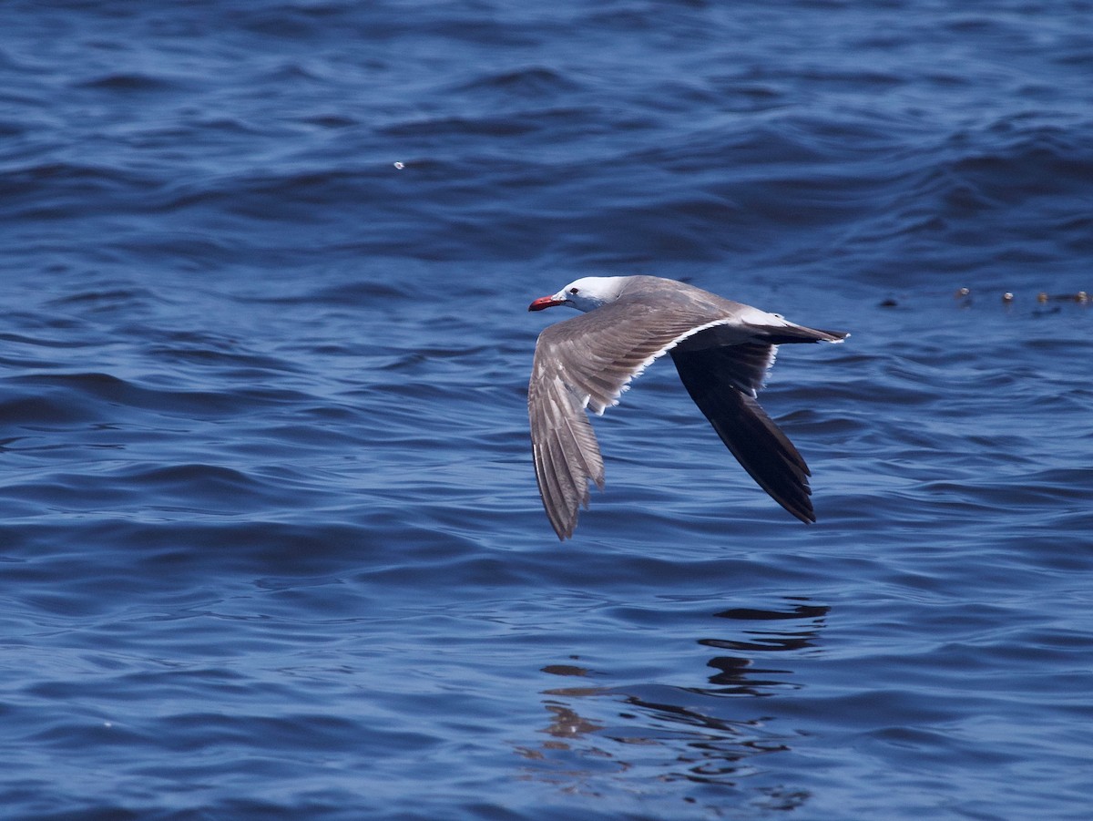 Heermann's Gull - ML597930941