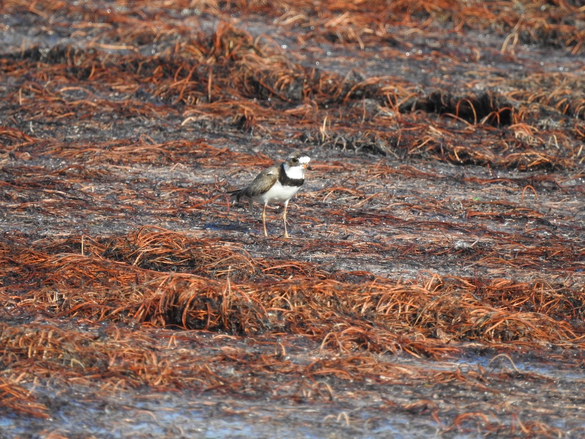 Semipalmated Plover - ML597931171