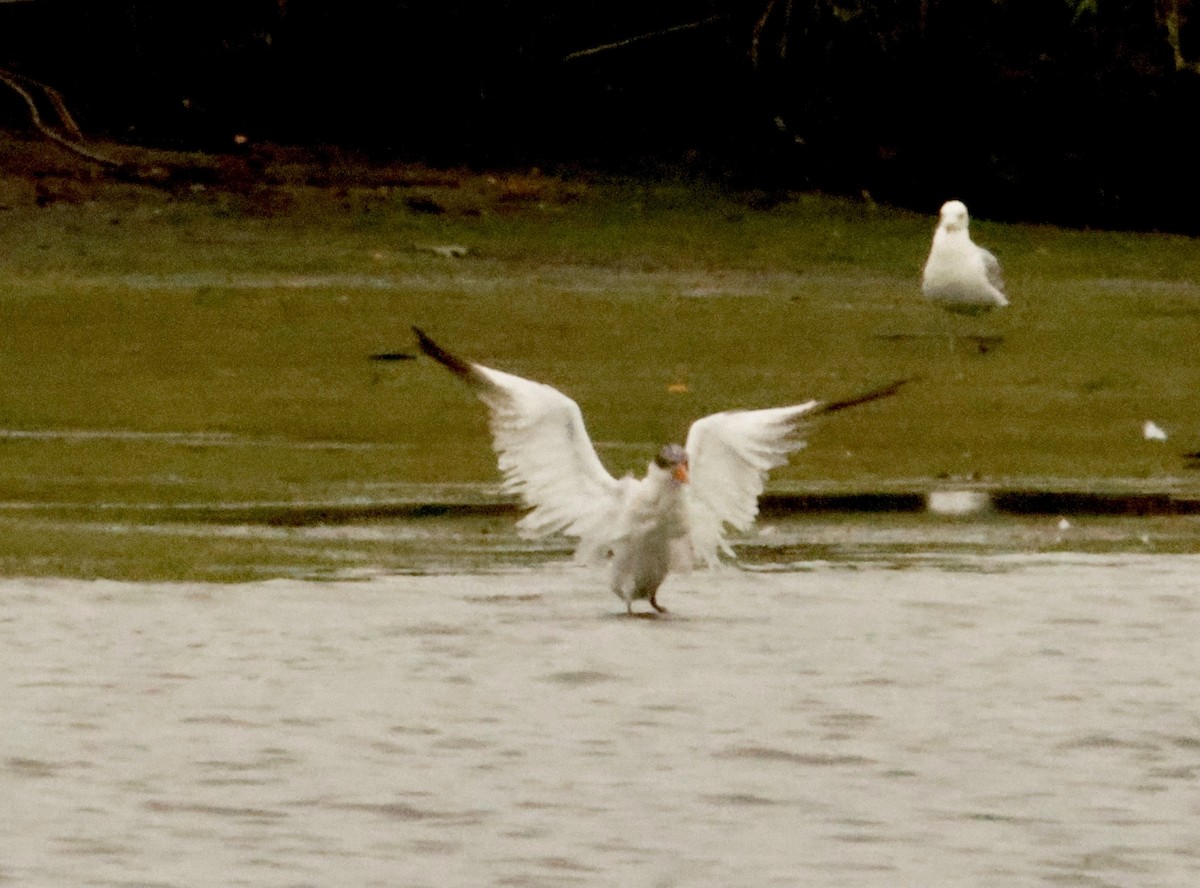 Caspian Tern - ML597931341