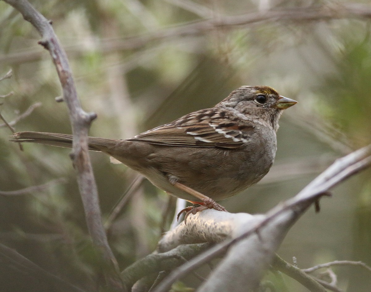 Bruant à couronne dorée - ML59793191