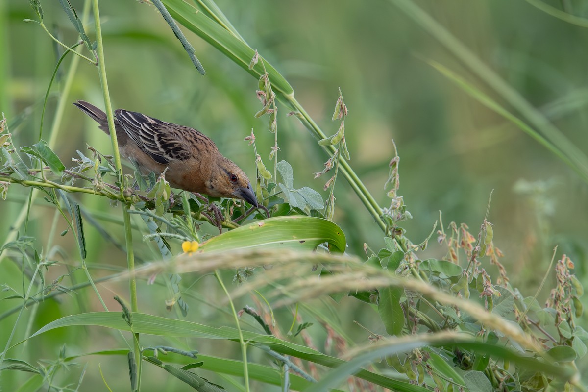 Chestnut Weaver - Frédéric Bacuez