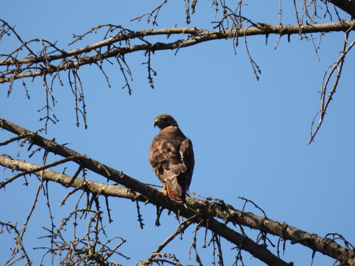 Red-tailed Hawk - ML597934761