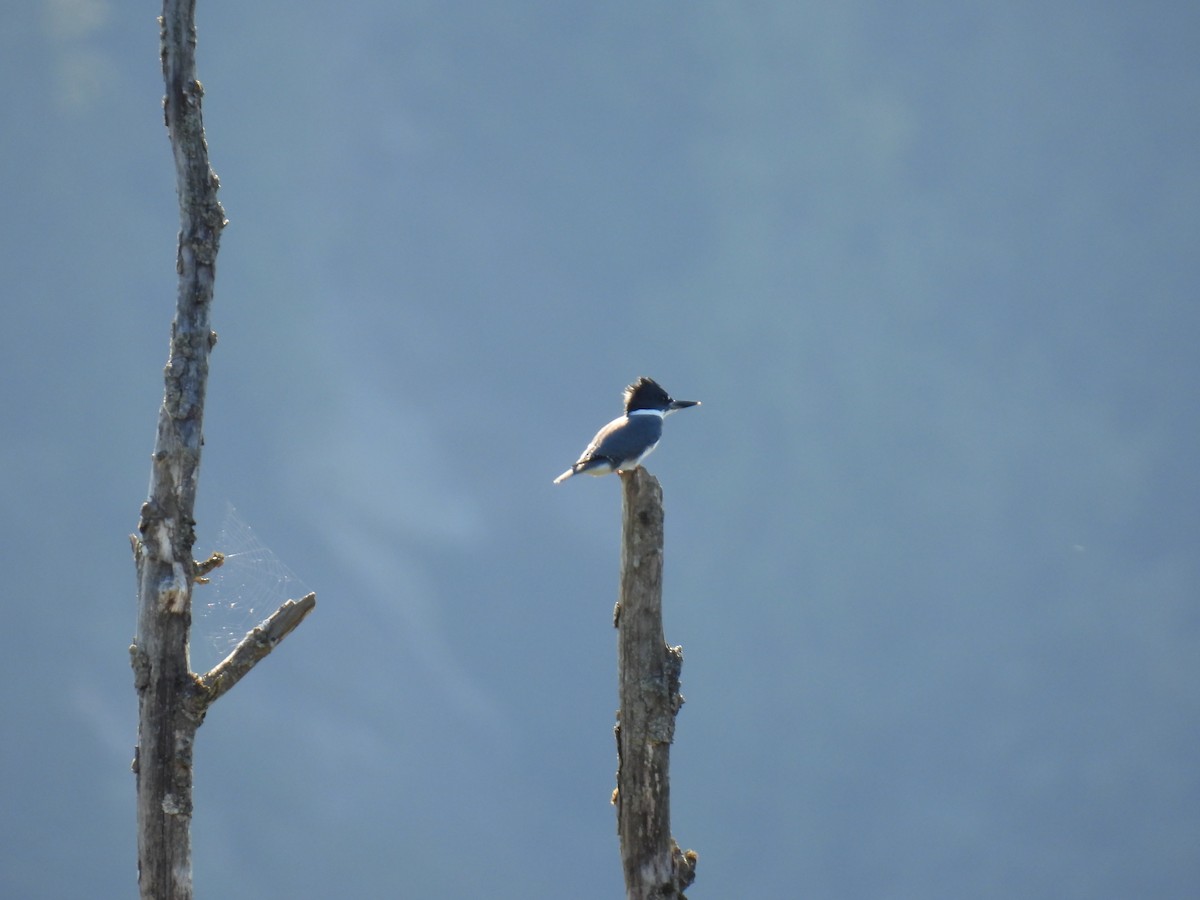 Belted Kingfisher - ML597934841