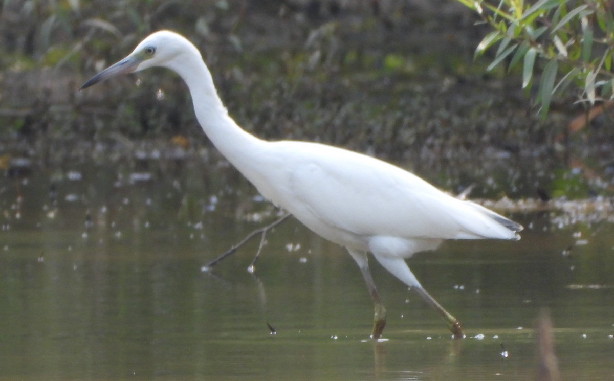 Little Blue Heron - ML597934911
