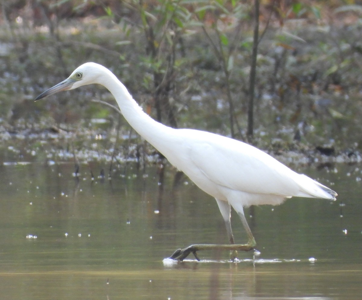Little Blue Heron - ML597934921