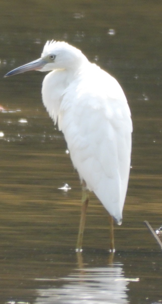 Little Blue Heron - ML597934931