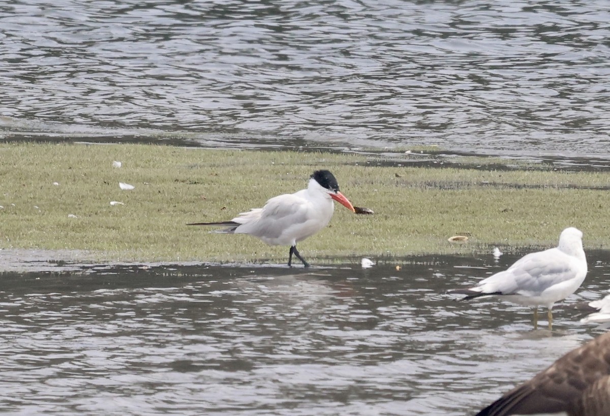 Caspian Tern - ML597935071