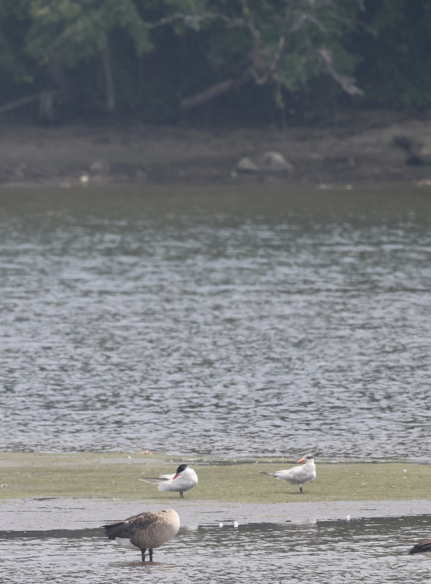 Caspian Tern - ML597935081